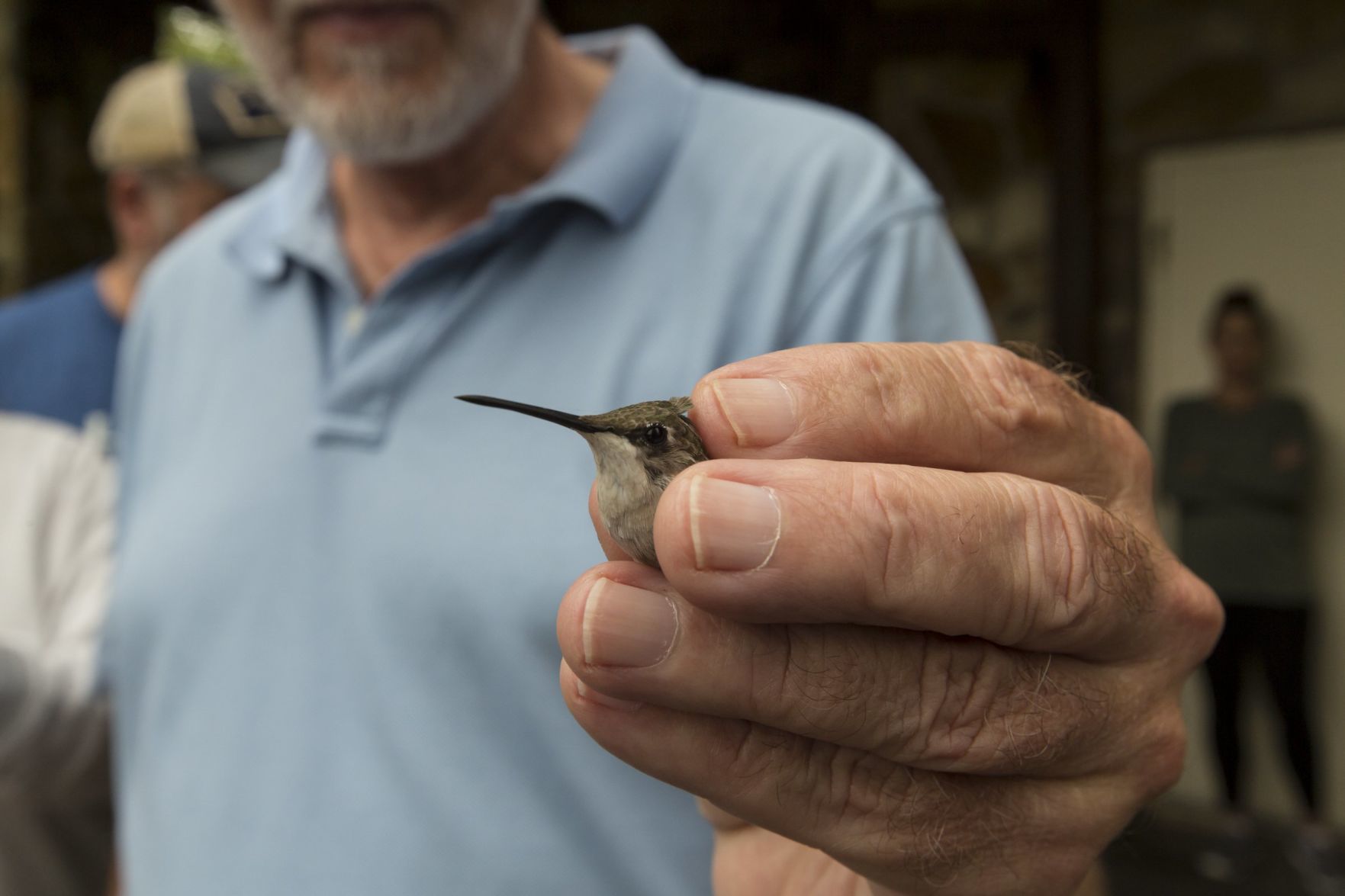 Hummingbirds banded